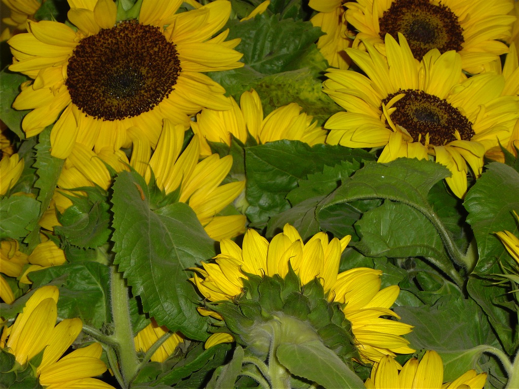 girasoli