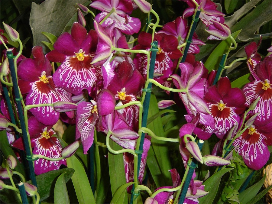 orchidee