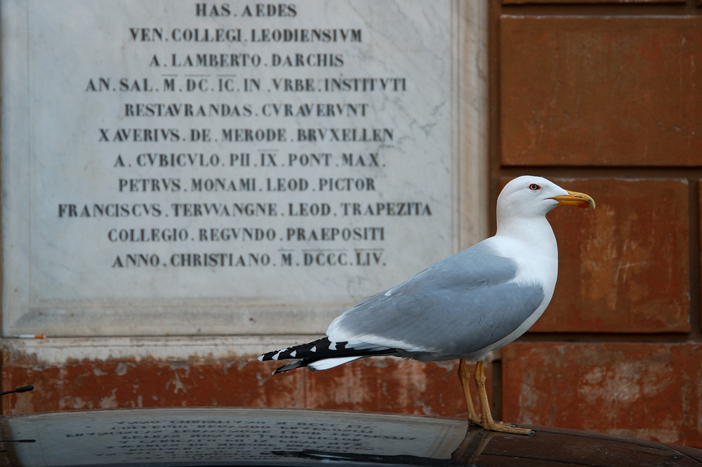 gabbiano cittadino