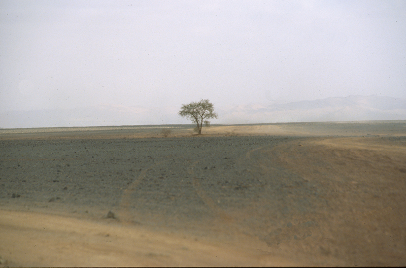 Solitario