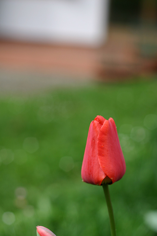tulipano