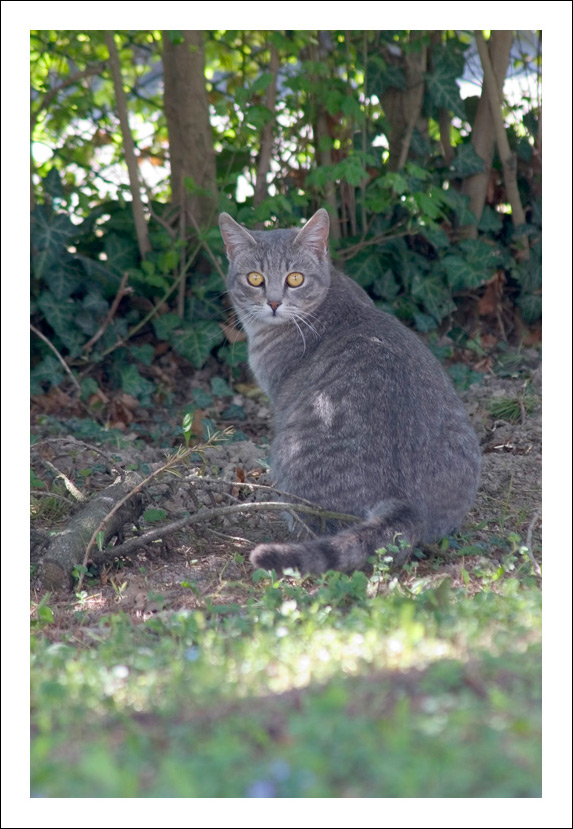 GATTONE