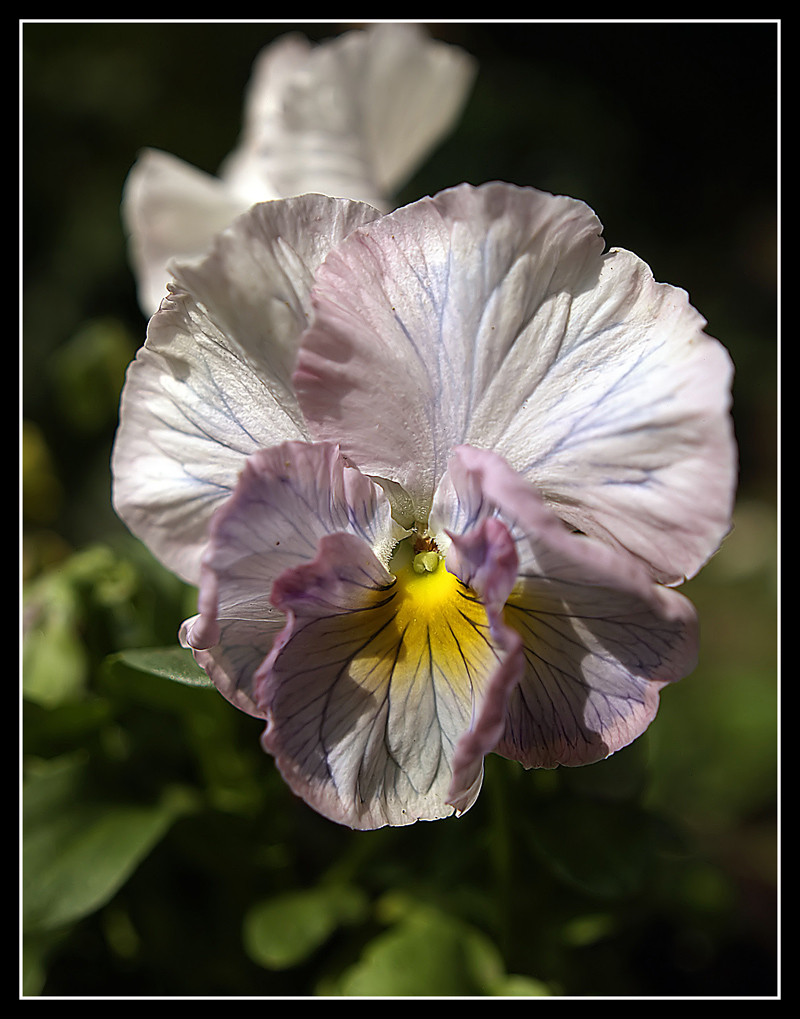 Viola pance
