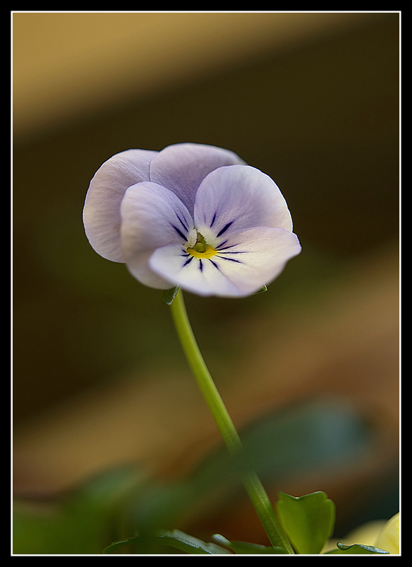 Viola del pensiero