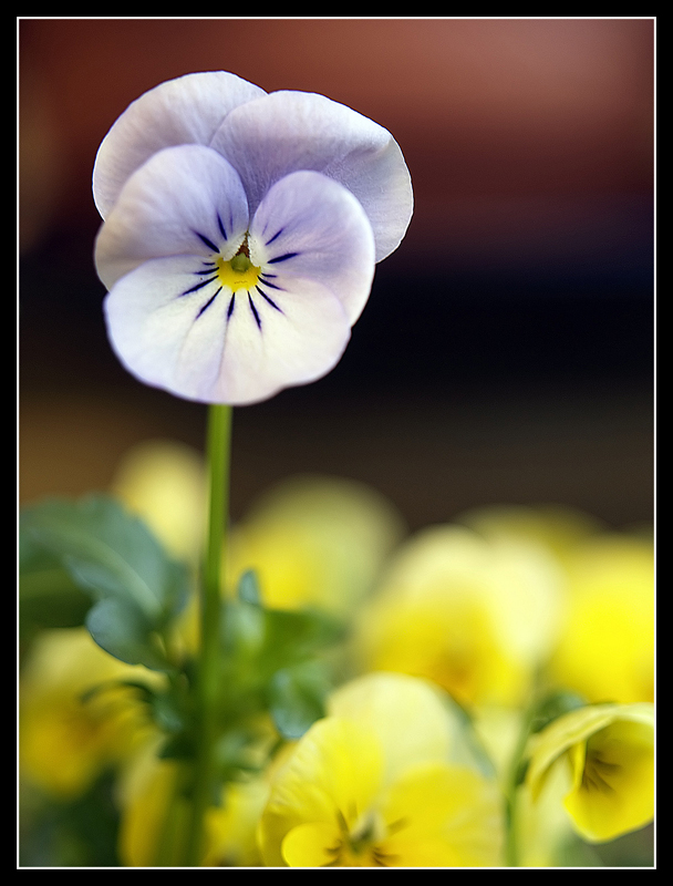 Viola del pensiero 2
