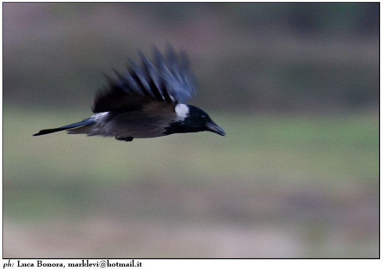 panning