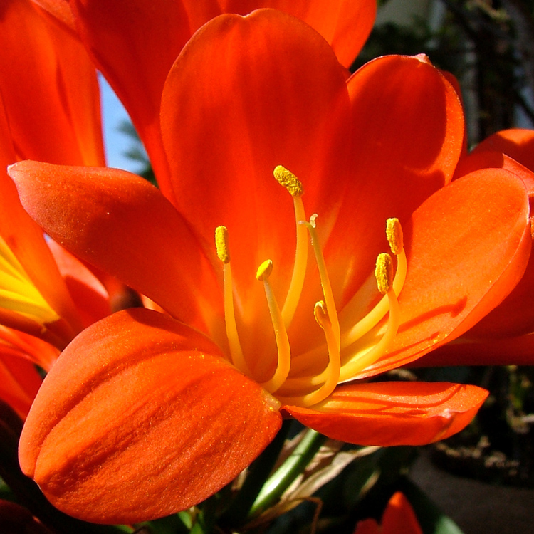 Fiore