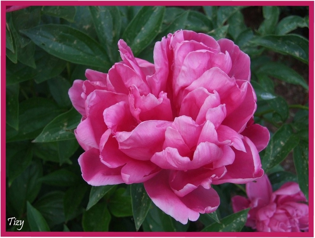 Fiore