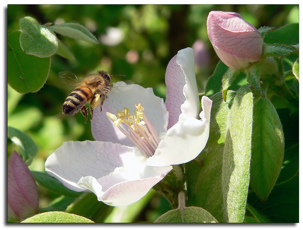 Atterragio di un'ape su un fiore di mela