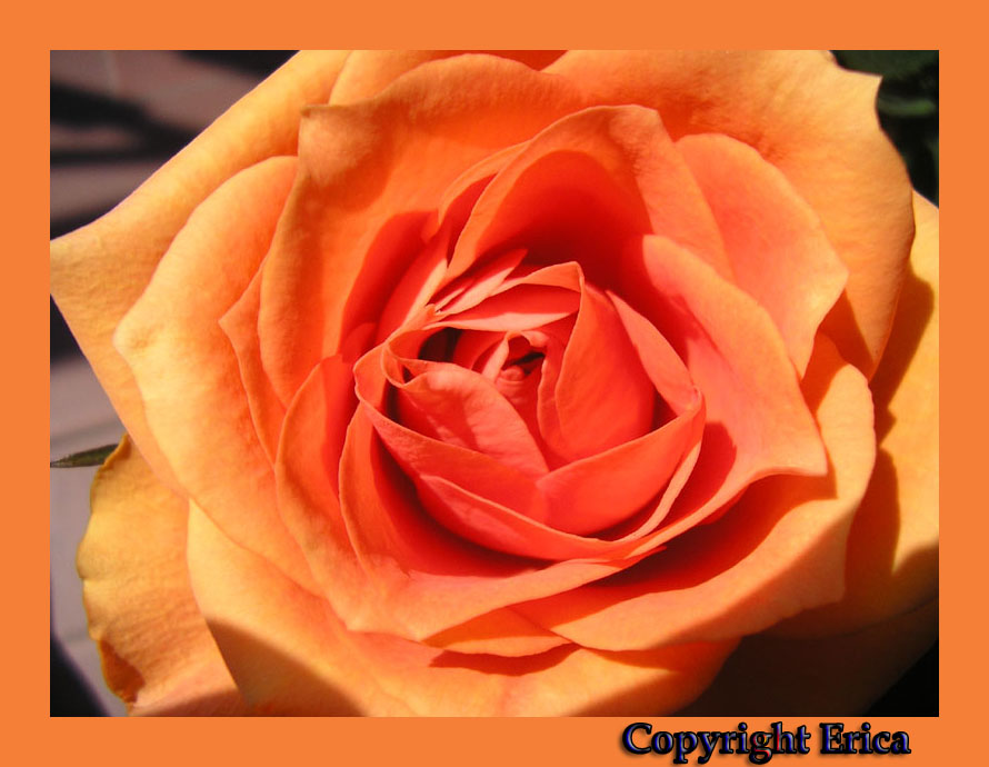 Rosa color arancio