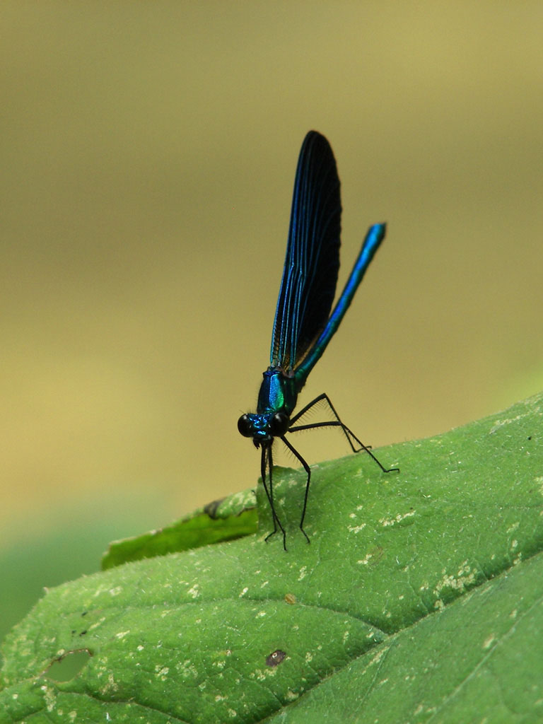 libellula