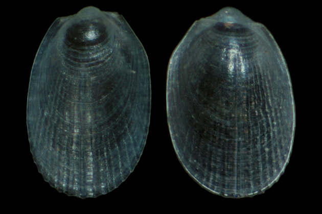 Limatula sp.