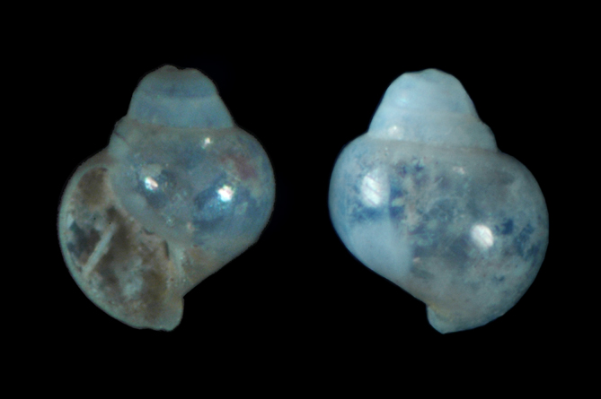 Limacina?