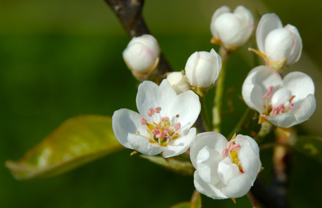 Fiore ciliegio
