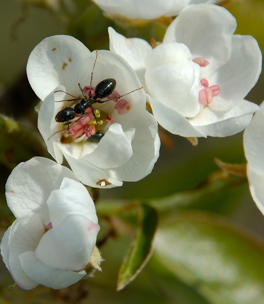Formica