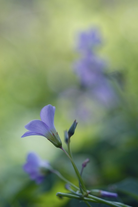 Ultraviolet
