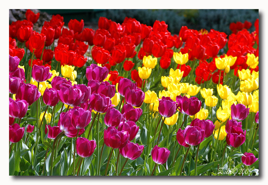 colori