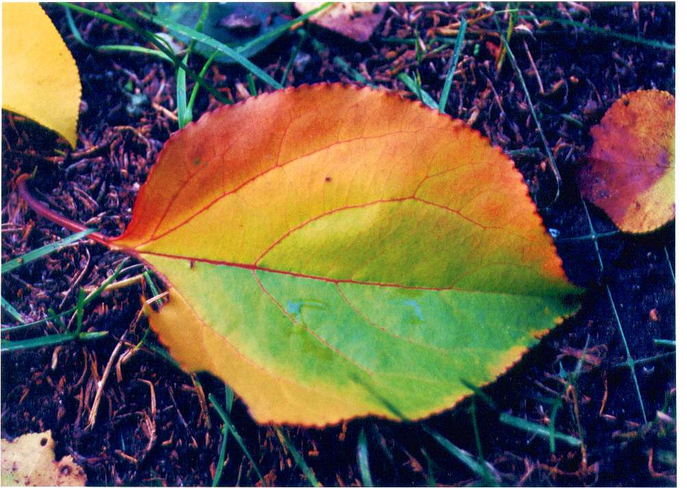 I colori della natura