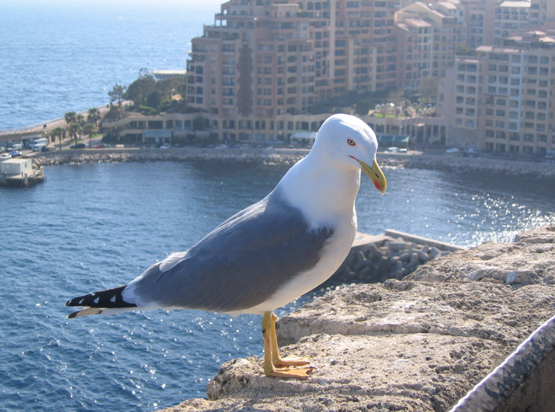 Willy1 Il Gabbiano di MonteCarlo