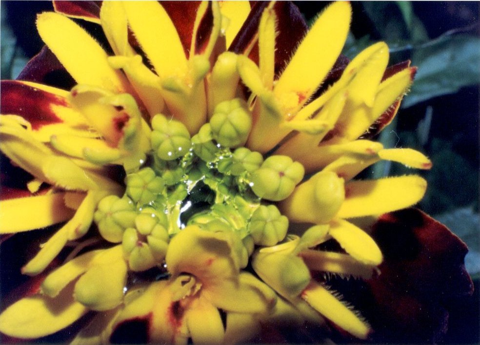 Interno di fiore con goccia di pioggia