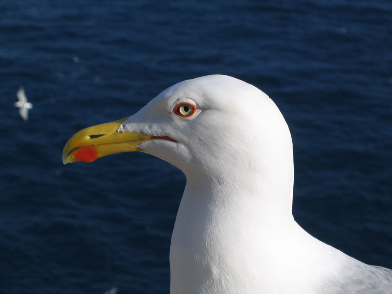 Willy2 Il Gabbiano di MonteCarlo