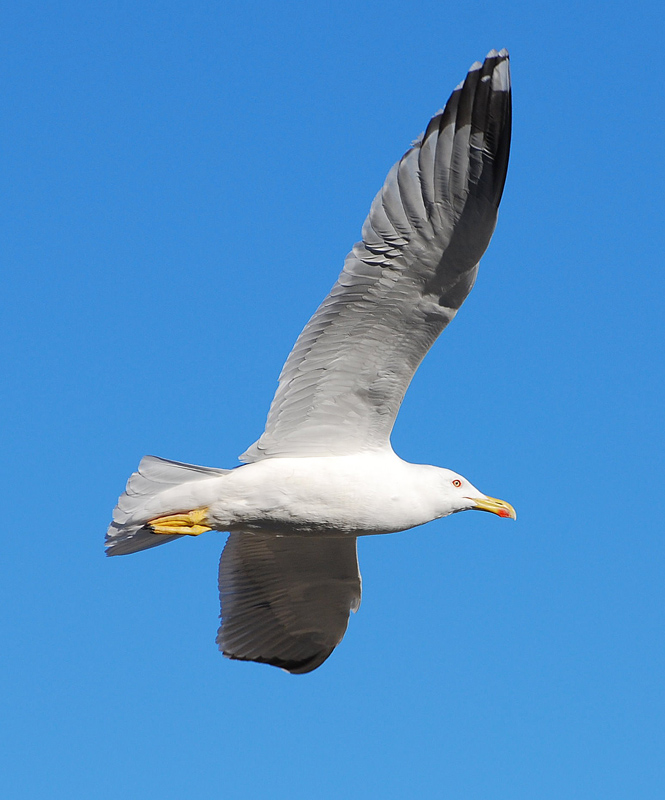 Gabbiano in volo