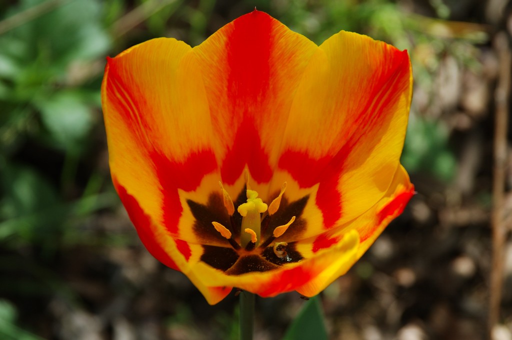 Tulipano