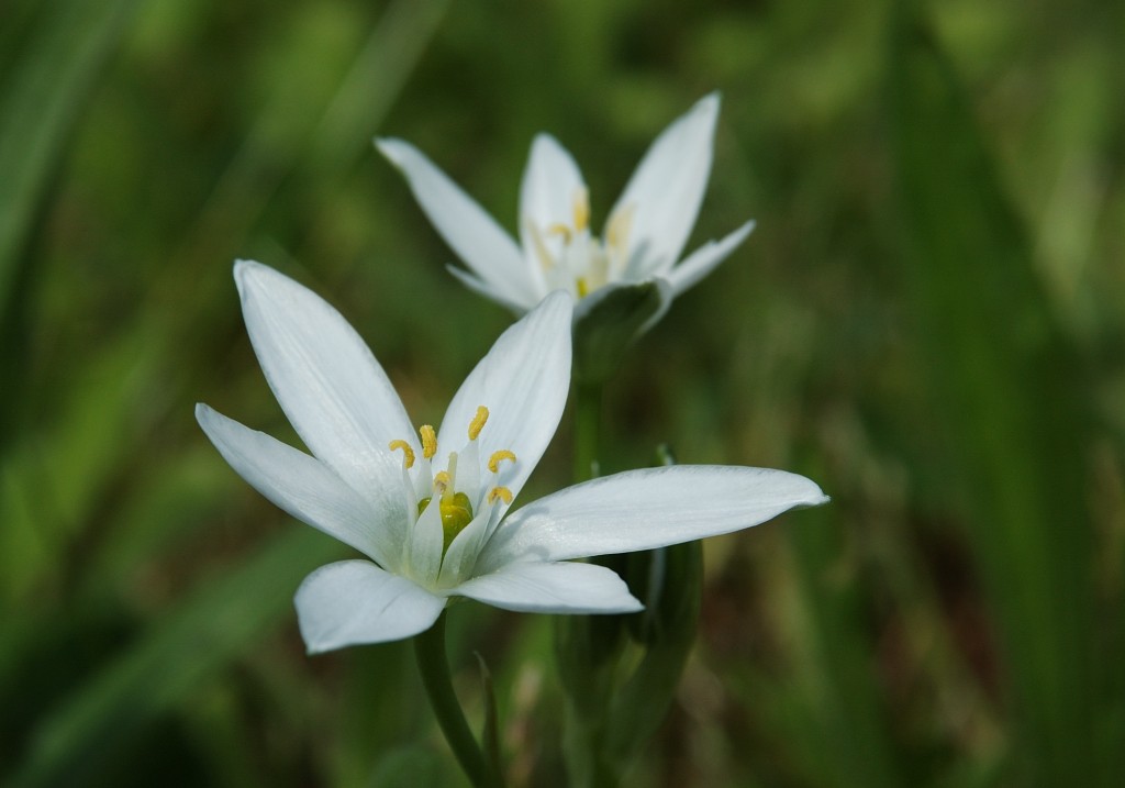 Fiore