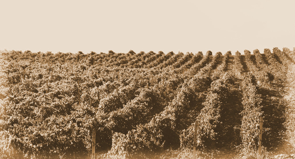 vigneti
