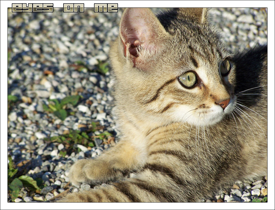 A me gli occhi