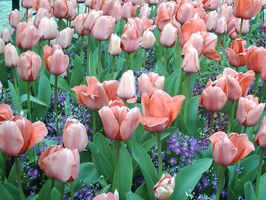 Tulipani