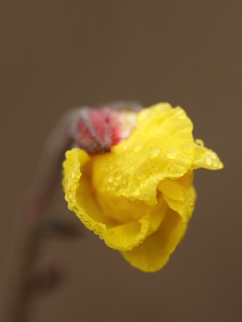 fiore di dicembre