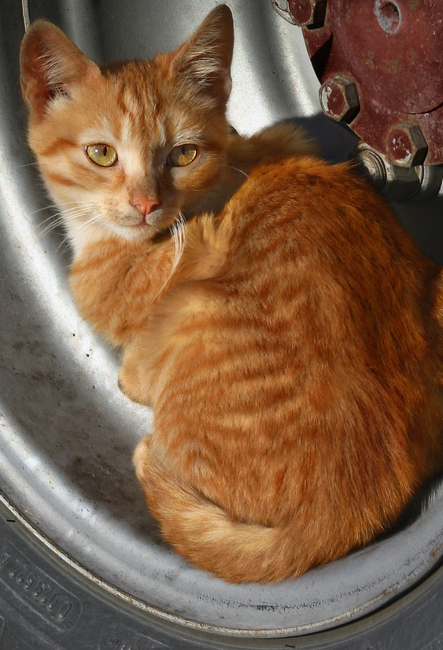 gatto al riparo