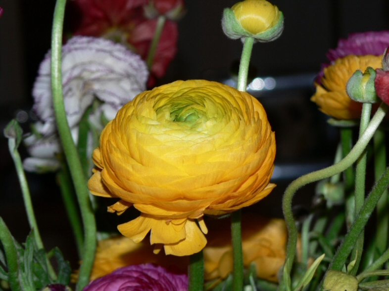 fiore