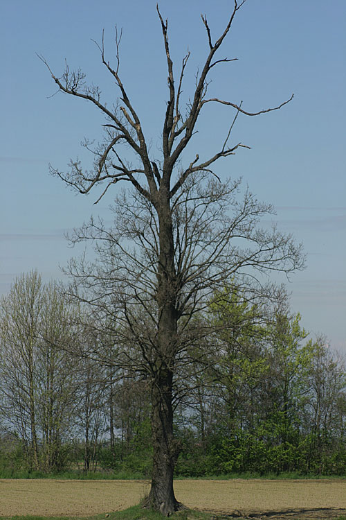 alberello