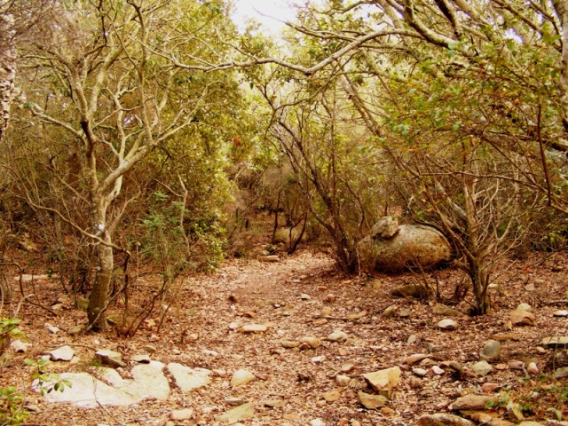 dentro il bosco