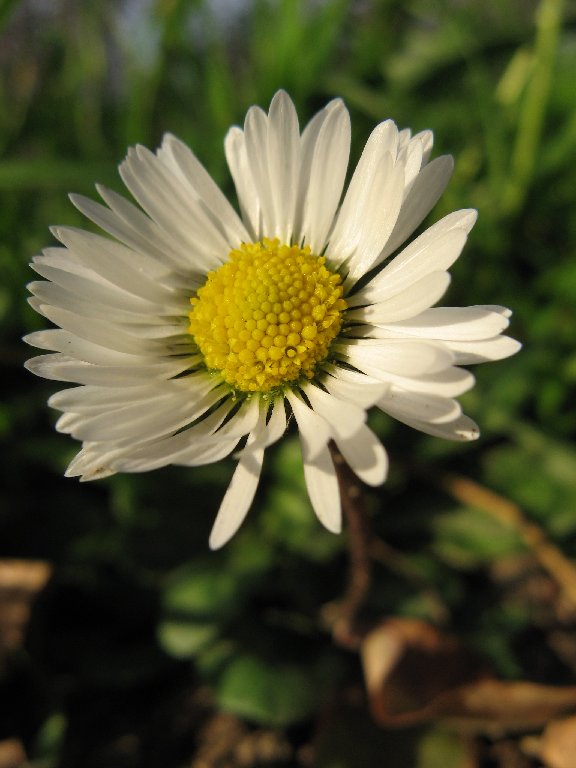 Macro Rutelli
