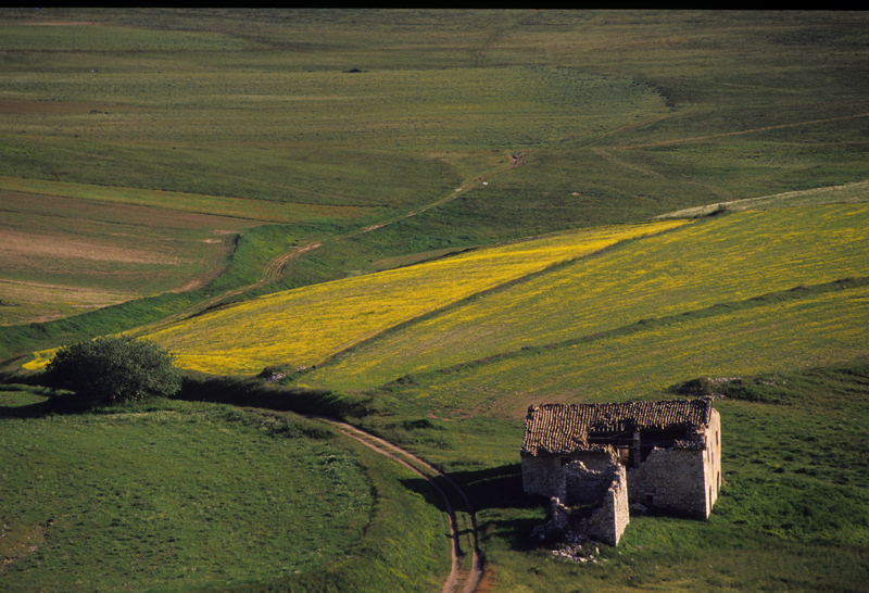 campo di lenticchie