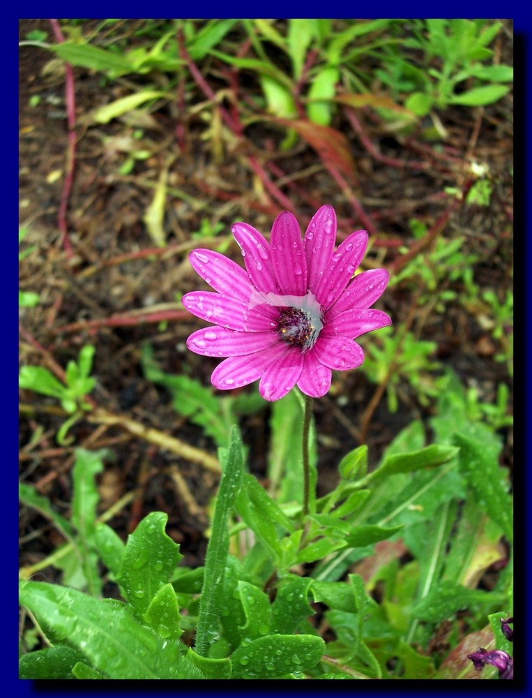 Fiore