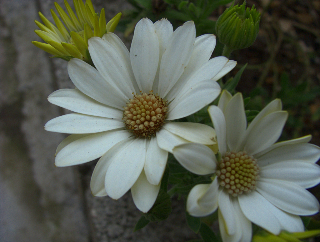 FUJI S5000 - OriginaleImage008