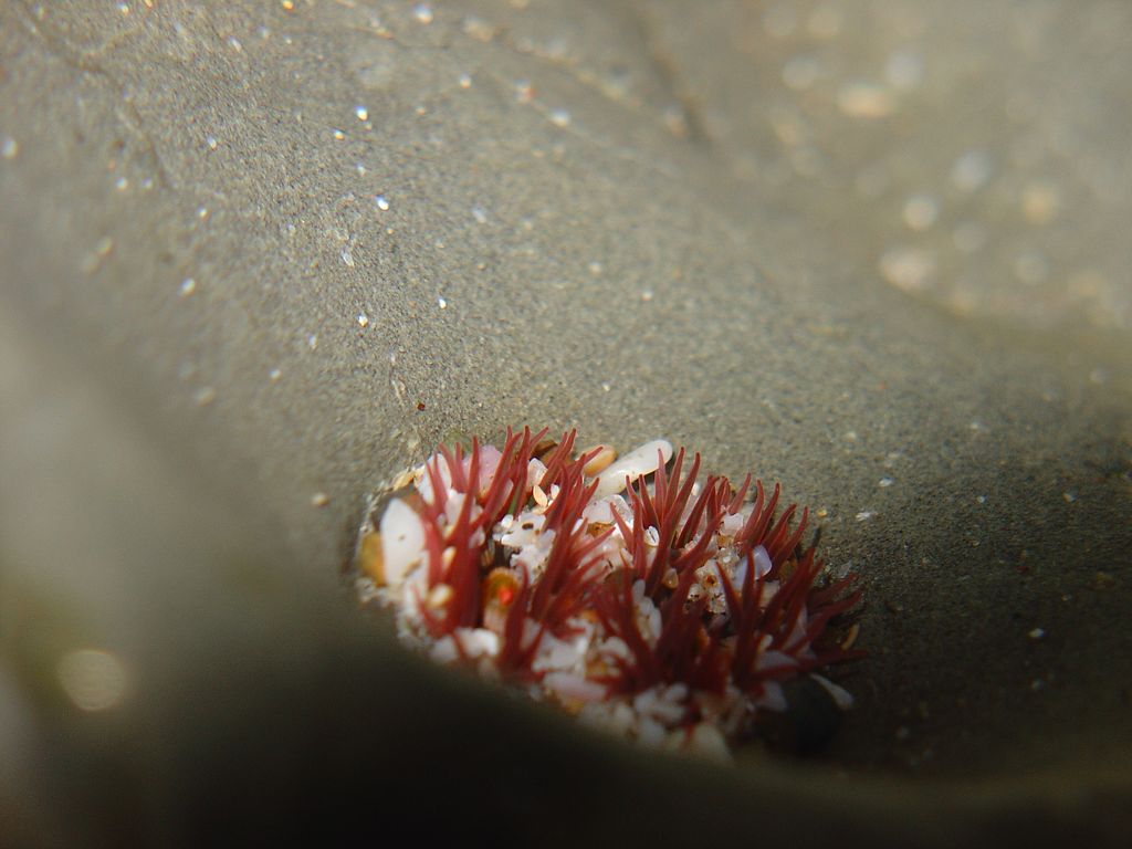 Microcosmo