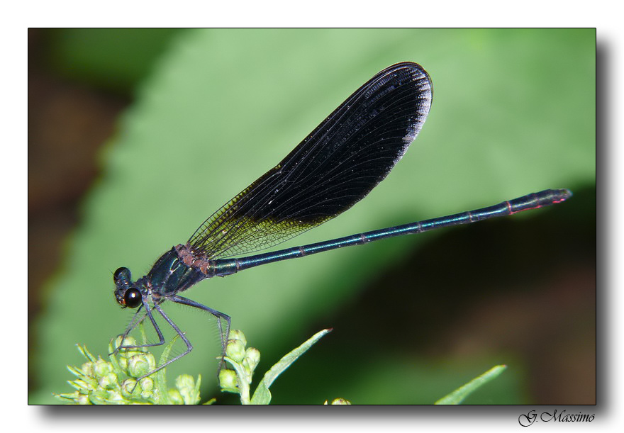 Damigella del fiume Sele