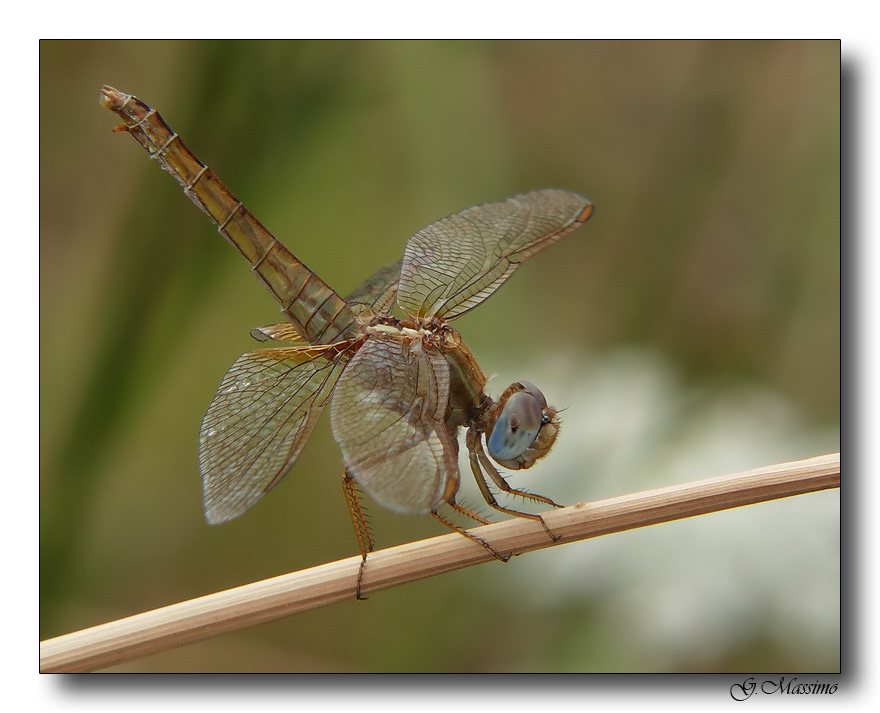 dragonfly con la testa fra le nuvole