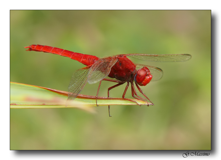 Red Dragonfly