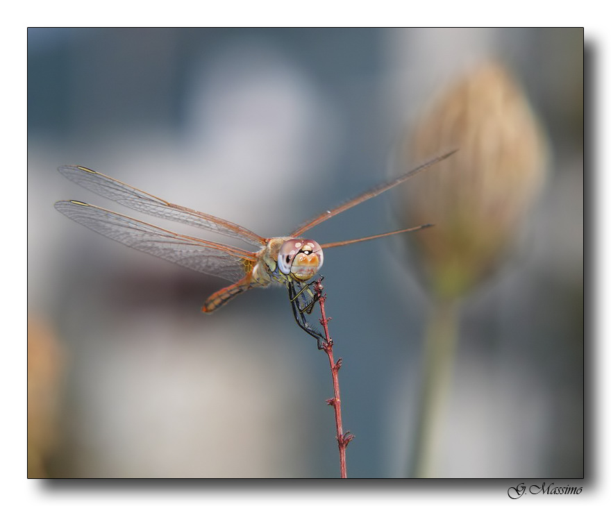 Dragon 4
