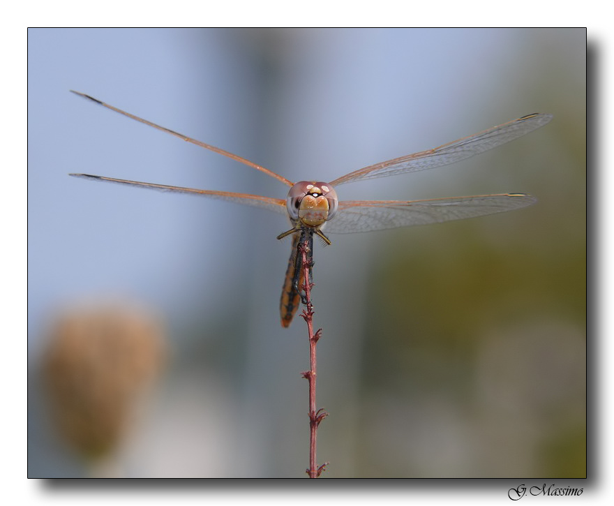 Dragon 6