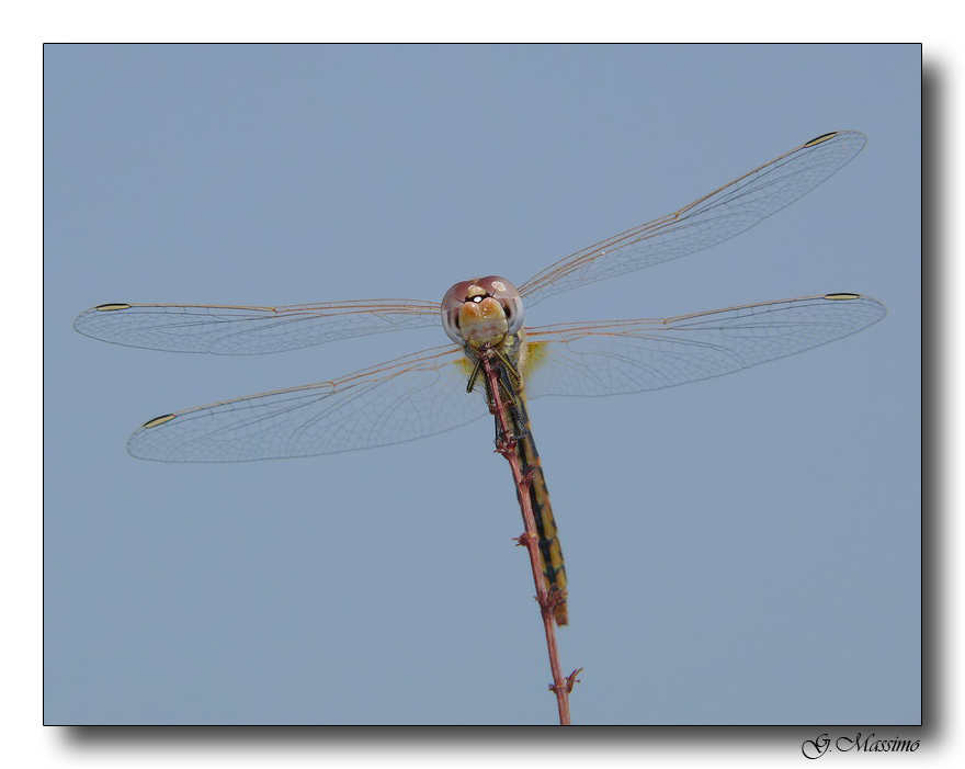 Dragon 7