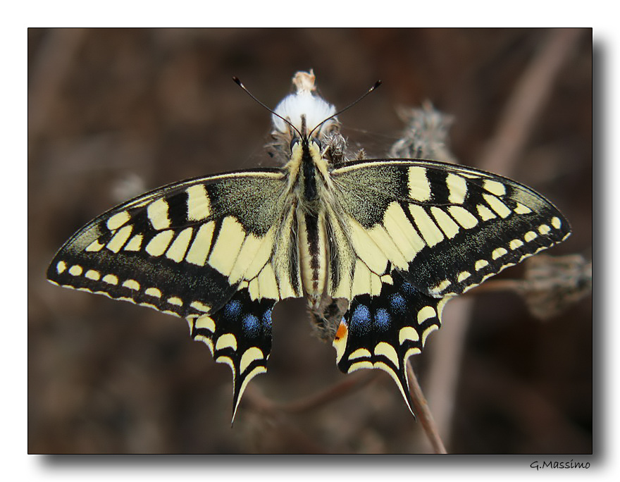 Papilio macaon
