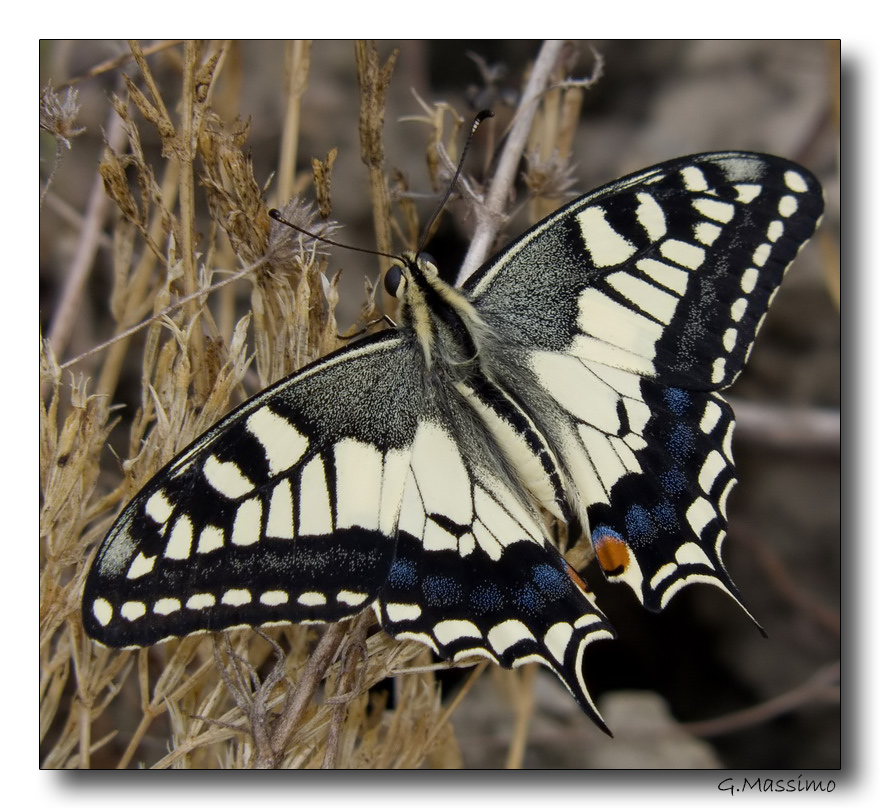 Papilio macaon 2