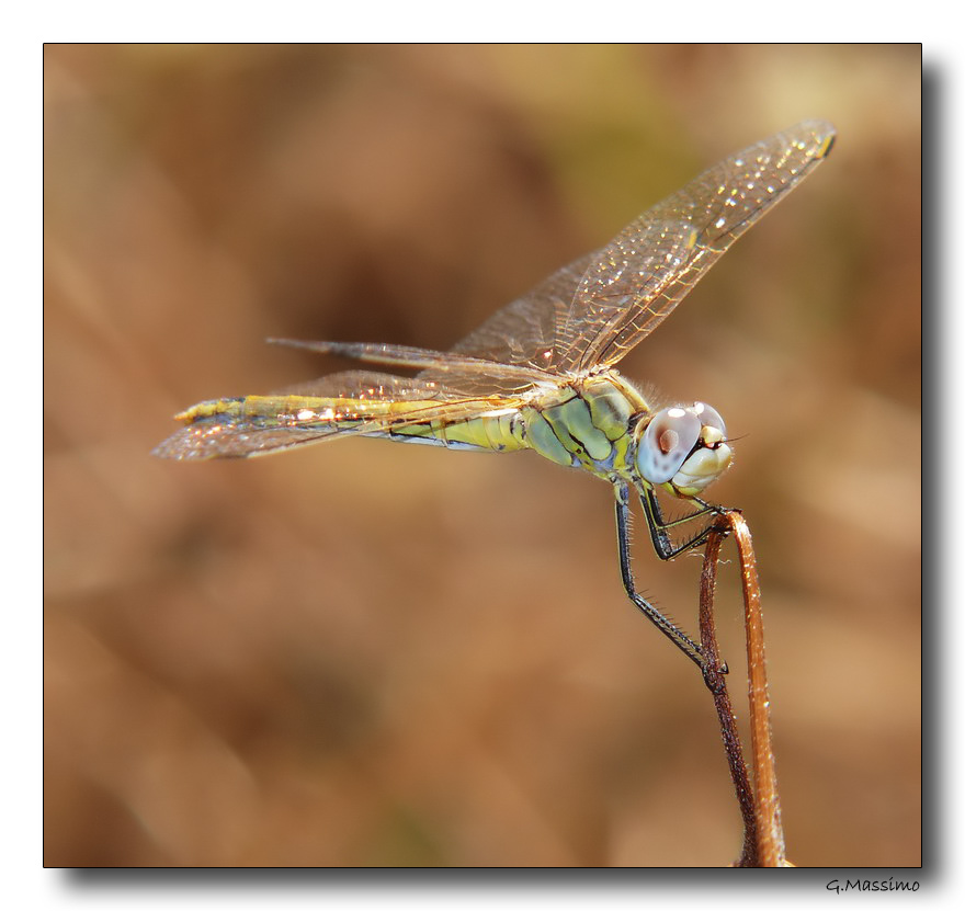Dragon 23